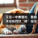 又是一年春樱时,看益禾堂如何玩“转”樱花季!(图3) 又是一年春樱时,看益禾堂如何玩“转”樱花季!(图3)