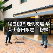 喝白桃啤 走桃花运 华莱士春日限定 “粉嫩”上新(图3) 喝白桃啤 走桃花运 华莱士春日限定 “粉嫩”上新(图3)