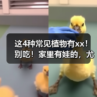这4种常见植物有xx！别吃！家里有娃的，尤其要注意→ 来源：互联网 2025-08-14（图4）