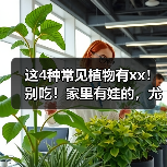 这4种常见植物有xx！别吃！家里有娃的，尤其要注意→ 来源：互联网 2025-08-14（图2）