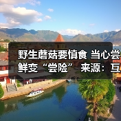 野生蘑菇要慎食 当心尝鲜变“尝险” 来源:互联网 2026-04-23(图3) 野生蘑菇要慎食 当心尝鲜变“尝险” 来源:互联网 2026-04-23(图3)
