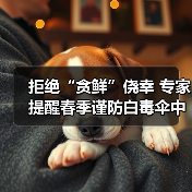 拒绝“贪鲜”侥幸 专家提醒春季谨防白毒伞中毒 来源:互联网 2026-04-20(图2) 拒绝“贪鲜”侥幸 专家提醒春季谨防白毒伞中毒 来源:互联网 2026-04-20(图2)