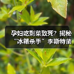 孕妇吃剩菜致死?揭秘“冰箱杀手”李斯特菌危害(图1) 孕妇吃剩菜致死?揭秘“冰箱杀手”李斯特菌危害(图1)