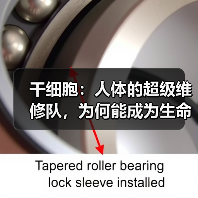 干细胞:人体的超级维修队,为何能成为生命修复的终极答案?(图4) 干细胞:人体的超级维修队,为何能成为生命修复的终极答案?(图4)