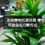 高铁宠物托运升级 宠物可独自出行新方式