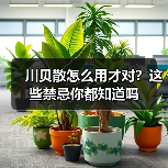 川贝散怎么用才对?这些禁忌你都知道吗(图2) 川贝散怎么用才对?这些禁忌你都知道吗(图2)
