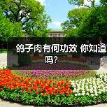 鸽子肉有何功效 你知道吗?(图2) 鸽子肉有何功效 你知道吗?(图2)