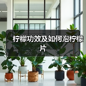 柠檬功效及如何泡柠檬片(图3) 柠檬功效及如何泡柠檬片(图3)
