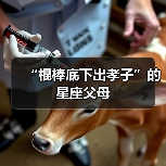 “棍棒底下出孝子”的星座父母（图3）