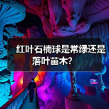 红叶石楠球是常绿还是落叶苗木?(图1) 红叶石楠球是常绿还是落叶苗木?(图1)