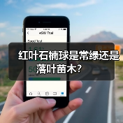 红叶石楠球是常绿还是落叶苗木?(图3) 红叶石楠球是常绿还是落叶苗木?(图3)