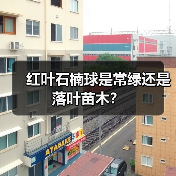 红叶石楠球是常绿还是落叶苗木?(图4) 红叶石楠球是常绿还是落叶苗木?(图4)