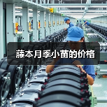 藤本月季小苗的价格(图2) 藤本月季小苗的价格(图2)