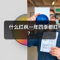 什么红枫一年四季都红?(图1) 什么红枫一年四季都红?(图1)