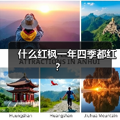 什么红枫一年四季都红?(图2) 什么红枫一年四季都红?(图2)