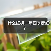 什么红枫一年四季都红?(图4) 什么红枫一年四季都红?(图4)