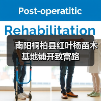 南阳桐柏县红叶杨苗木基地铺开致富路（图1）