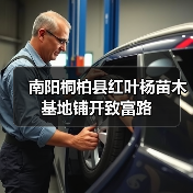 南阳桐柏县红叶杨苗木基地铺开致富路（图4）