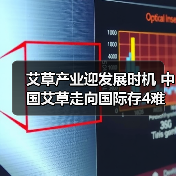 艾草产业迎发展时机 中国艾草走向国际存4难题（图4）