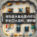 南阳苗木基地盘点桂花树的四大品种，哪种最香最好最名贵？（图1）