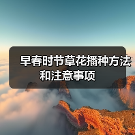 早春时节草花播种方法和注意事项（图2）