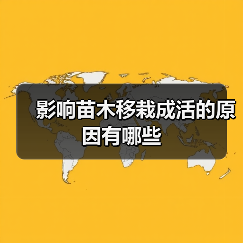影响苗木移栽成活的原因有哪些(图1) 影响苗木移栽成活的原因有哪些(图1)