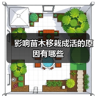 影响苗木移栽成活的原因有哪些(图2) 影响苗木移栽成活的原因有哪些(图2)