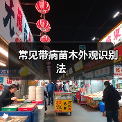 常见带病苗木外观识别法(图2) 常见带病苗木外观识别法(图2)