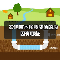 影响苗木移栽成活的原因有哪些(图4) 影响苗木移栽成活的原因有哪些(图4)