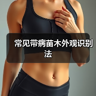 常见带病苗木外观识别法(图4) 常见带病苗木外观识别法(图4)
