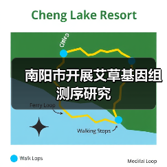南阳市开展艾草基因组测序研究(图1) 南阳市开展艾草基因组测序研究(图1)