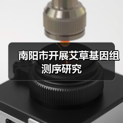 南阳市开展艾草基因组测序研究(图2) 南阳市开展艾草基因组测序研究(图2)