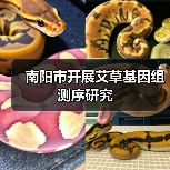 南阳市开展艾草基因组测序研究(图3) 南阳市开展艾草基因组测序研究(图3)