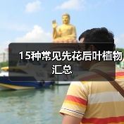 15种常见先花后叶植物汇总(图1) 15种常见先花后叶植物汇总(图1)