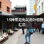 15种常见先花后叶植物汇总(图2) 15种常见先花后叶植物汇总(图2)