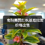南阳美国红枫基地批发价格出售(图2) 南阳美国红枫基地批发价格出售(图2)