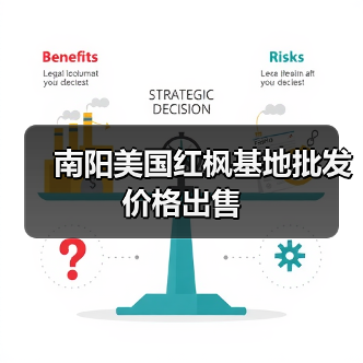 南阳美国红枫基地批发价格出售(图3) 南阳美国红枫基地批发价格出售(图3)