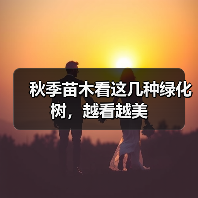 秋季苗木看这几种绿化树,越看越美(图2) 秋季苗木看这几种绿化树,越看越美(图2)