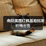 南阳美国红枫基地批发价格出售(图4) 南阳美国红枫基地批发价格出售(图4)