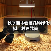 秋季苗木看这几种绿化树,越看越美(图3) 秋季苗木看这几种绿化树,越看越美(图3)