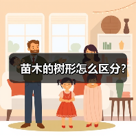 苗木的树形怎么区分？（图3）