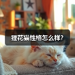 狸花猫性格怎么样？