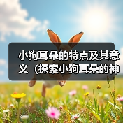 小狗耳朵的特点及其意义(探索小狗耳朵的神奇之处)(图3) 小狗耳朵的特点及其意义(探索小狗耳朵的神奇之处)(图3)