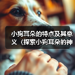 小狗耳朵的特点及其意义(探索小狗耳朵的神奇之处)(图4) 小狗耳朵的特点及其意义(探索小狗耳朵的神奇之处)(图4)