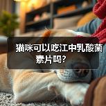 猫咪可以吃江中乳酸菌素片吗？