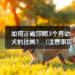 如何正确照顾3个月幼犬的比熊？（注意事项和关键提示，助你成为贴心的幼犬主人）