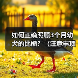 如何正确照顾3个月幼犬的比熊？（注意事项和关键提示，助你成为贴心的幼犬主人）（图2）