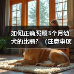 如何正确照顾3个月幼犬的比熊？（注意事项和关键提示，助你成为贴心的幼犬主人）（图3）