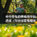 中华草龟的养殖与伴侣选择(与中华草龟相宜的伴侣及养殖要点)(图4) 中华草龟的养殖与伴侣选择(与中华草龟相宜的伴侣及养殖要点)(图4)