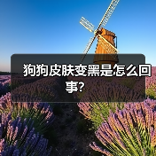 狗狗皮肤变黑是怎么回事？